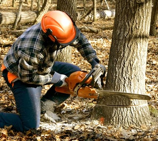 Tree Removal in Iron, MN